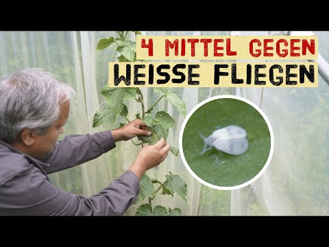 , title : 'Weiße Fliegen an Tomaten, Gurken und Kohl bekämpfen ohne Gift im Garten - Mittel gegen weiße Läuse'