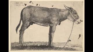 Amen Dunes - Lezzy Head