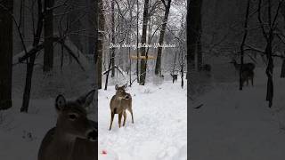 Morning in a Winter Wonderland 🦌❄️ | Chicago’s wild side