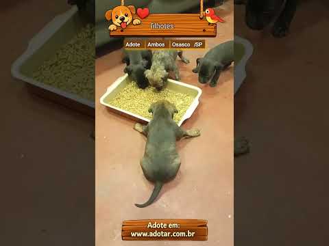 Vídeo de filhotes 