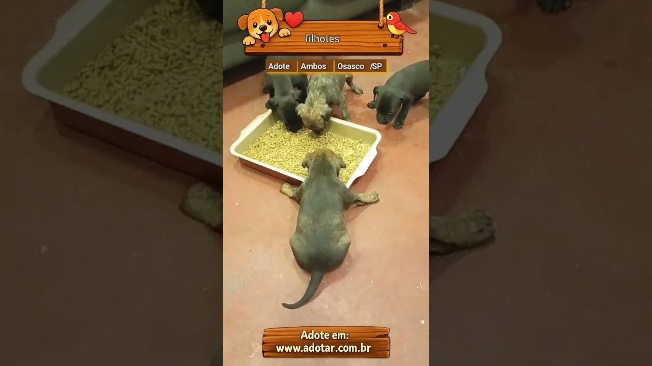 Cachorro raça SRD-ViraLata idade 2 a 6 meses nome filhotes 