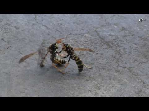 Fullánkok háborúja