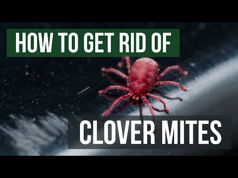 How to Get Rid of Clover Mites (4 Easy Steps)
