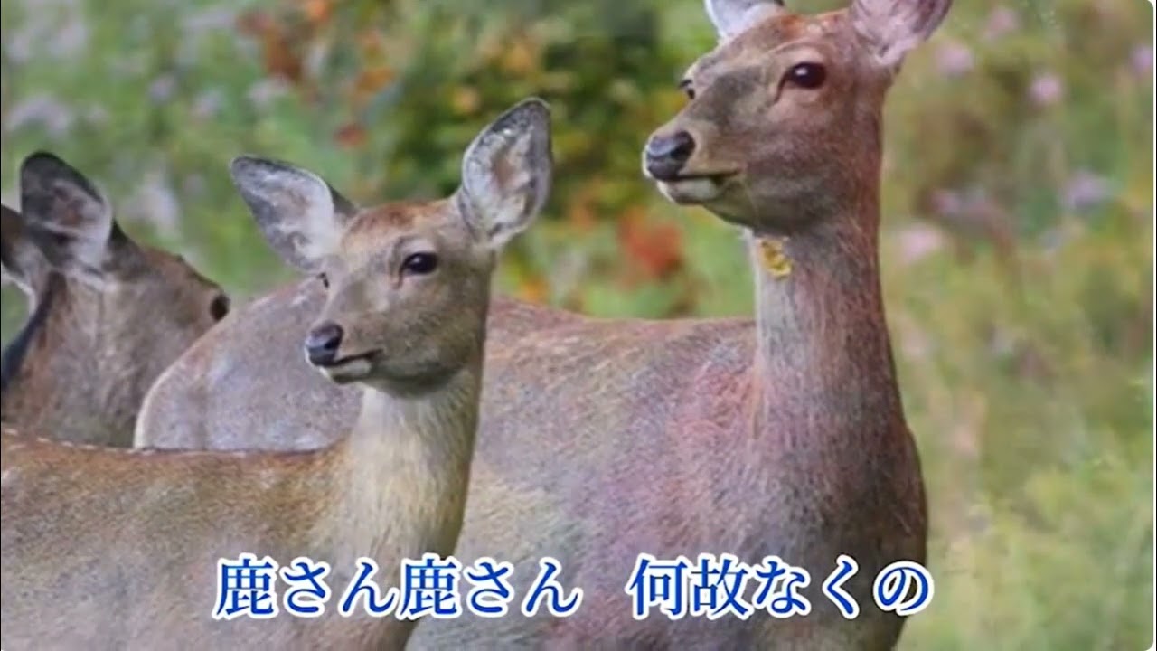 秋田県民謡　秋田おはら節  seijirou