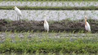 鳥、鳥動画（アマサギ（猩々鷺、飴鷺）１２０６２２０４）