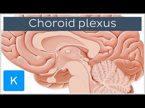 Choroid plexus (Plexus Choroideus) - Human Anatomy | Kenhub