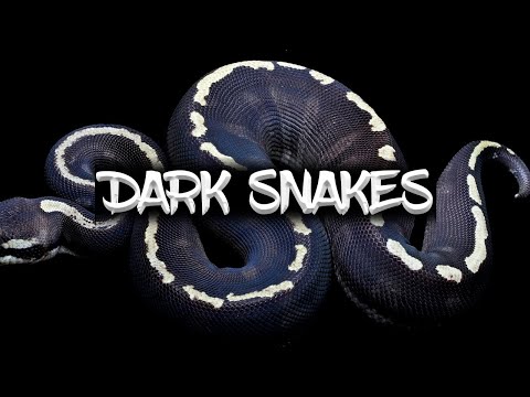 How to make Dark Ball Pythons!