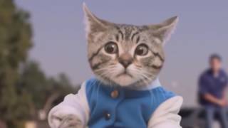 Приколы над котами Смешные коты