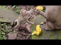 Oh Never Seen Like This Baby Robin Doing Strange To Brady 360P