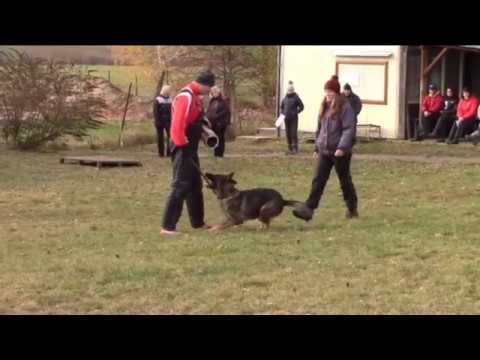 Chester z Jukasu - körung 13.11.2016