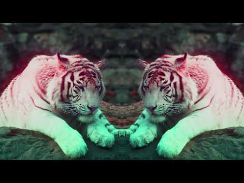 
    Benny Benassi & SOFI TUKKER - Everybody Needs A Kiss (Official Video) [Ultra Music]
  