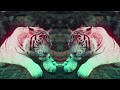 Videoklip Benny Benassi - Everybody Needs A Kiss (ft. Sofi Tukker)  s textom piesne