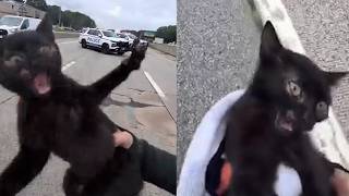 Kitten Upset After It's Rescued While Asleep On Freeway Divider
