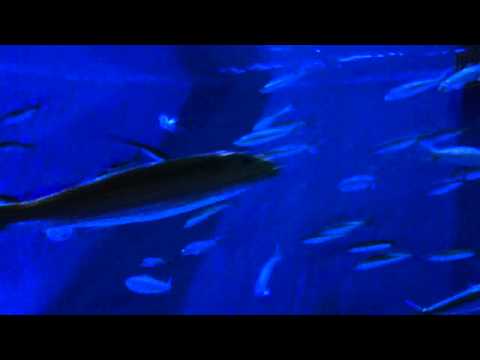 会計学科 ユーチューブyoutube.comが名古屋港水族館になった！感動のイルカや魚たち！税理士木村勝則の独り言！経営革新等支援機関近畿財務経済産業局認定木村勝則税理士事務所滋賀県高島市安曇川町