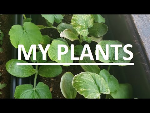 I miss Jenna Marbles so here's a tour of my plants
