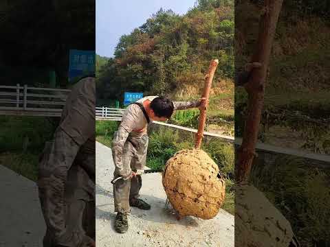 This man found a wasp nest in the forest 😰