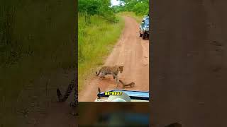 This Monitor Lizard Fought Back Hard