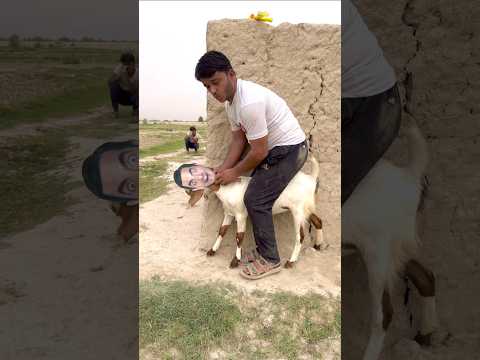 Mr Bean Funny Prank With Goat  😅😜