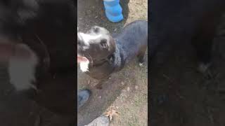 Video preview image #1 Mutt Puppy For Sale in Farmerville, LA, USA