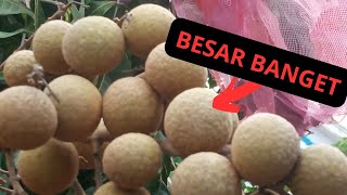 Download lagu agar buah kelengkeng berdaging tebal - caranya mp3 Download lagu agar buah kelengkeng berdaging tebal - caranya mp3