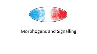 Morphogens Vs Signals