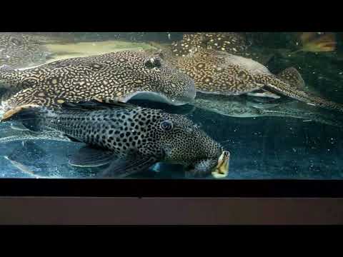 Watch Video on YouTube