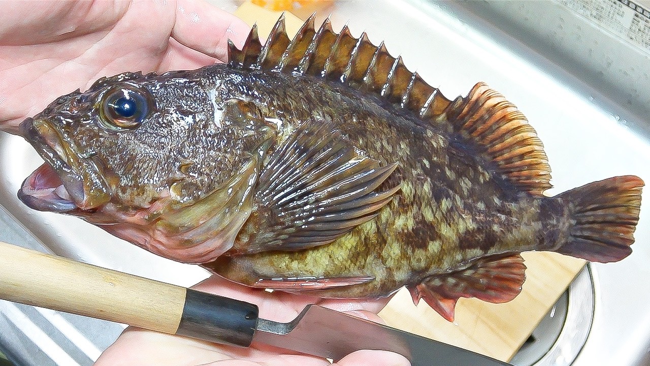 釣ったカサゴを2日熟成、刺身で食べてみた。