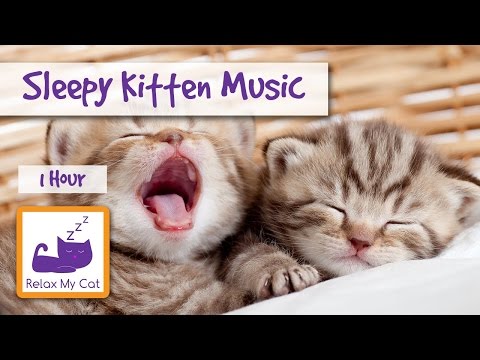 Sleepy Kitten Music! The Perfect Music to Make your Kitten Calm Down and go to Sleep!