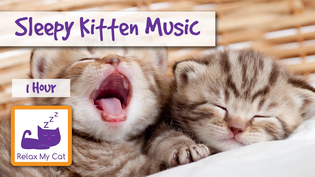 Sleepy Kitten Music! The Perfect Music to Make your Kitten Calm Down and go to Sleep!