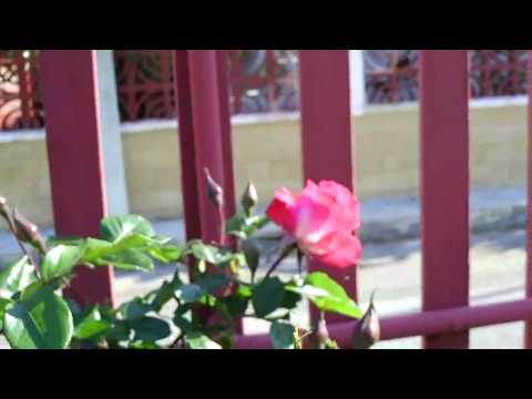 Kordes Perfecta, 22/04/2011