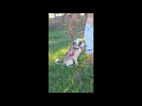 Die so liebe💕Farina💕sucht ihr Zuhause oder auch eine liebe Pflegefamilie ❤️🐾❤️