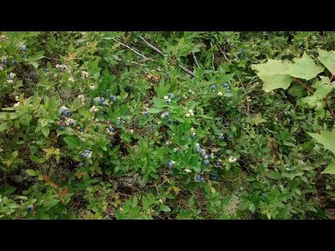 download lagu mp3 mp4 Wild Blueberry Season Ontario, download lagu Wild Blueberry Season Ontario gratis, unduh video klip Wild Blueberry Season Ontario