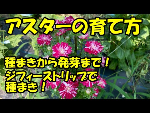 園芸 アスター
