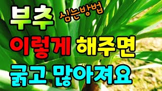 부추뿌리나눠심기 / 부추심는방법 / 부추뿌리 분양받아 심었어요 / 부추심는시기