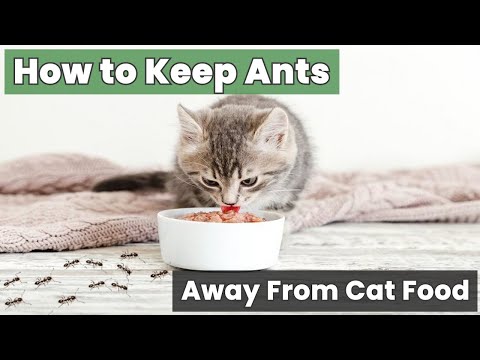 Keep Your Cat’s Food Safe – How to Keep Ants Away From Cat Food!