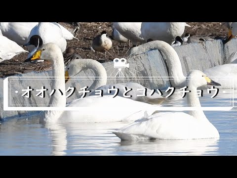 鳥類保護レポート 2019: 高まるプレッシャー