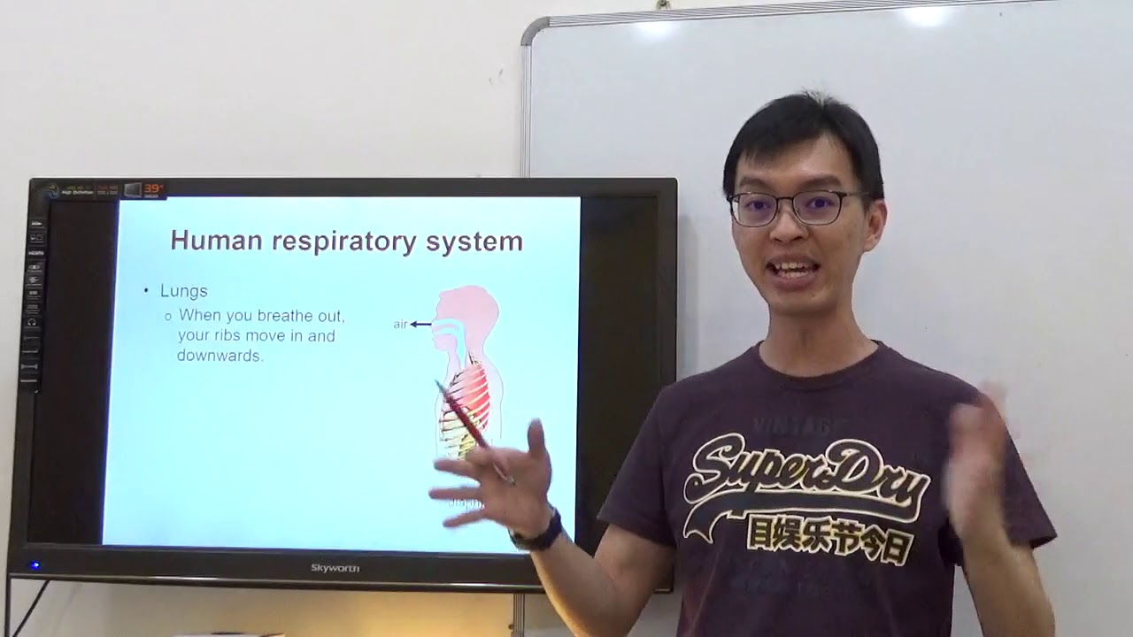 P5 Science Respiratory System 3 (Teaching)