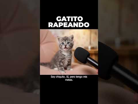 Gatito lindo no quiere croquetas quiere leche 😇
