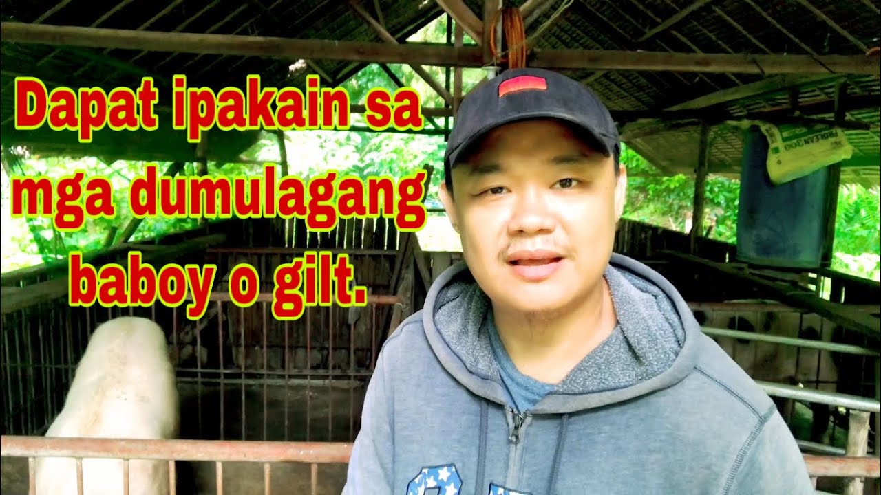 Anong dapat ipakain sa mga dumalagang baboy  na gagawing inahin | Ryan Patenio