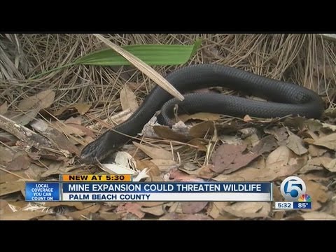 Mine expansion could threaten wildlife