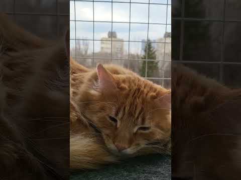 🐱My Big Cat Family _ Liusia is sleeping  #short #shortvideo #shortscatsvideos #cats #cat #cutecats