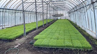 FERTILIZER RICE FIELD #japan FARMING