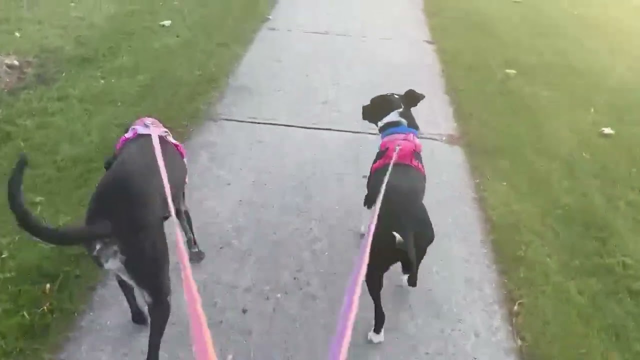 Enlarge Dixi, a Adoptable Mixed Breed in Stoney Creek, ON video 6/6