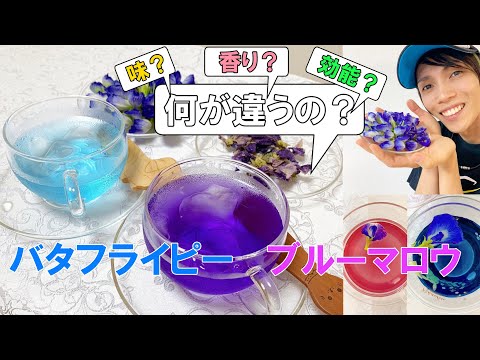 バタフライピー、ブルーエンドウ、クリトリア・テルナテ、クリトリア・テルナテア