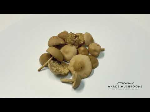 Wild Mousseron Mushrooms by Marks Mushrooms