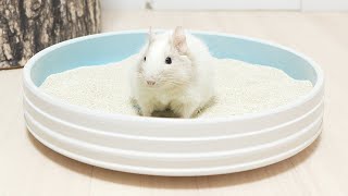 突然砂浴びが大好きになったデグー