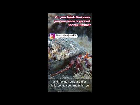 Marine Biology Internship & Scuba Diving, Tenerife — video 6