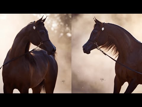 💥 OFW JEWEL OF MARWAN EMBRYO RIGHT 💥⁣ Once in a Lifetime Auction organized by Royal Arabians, 2022