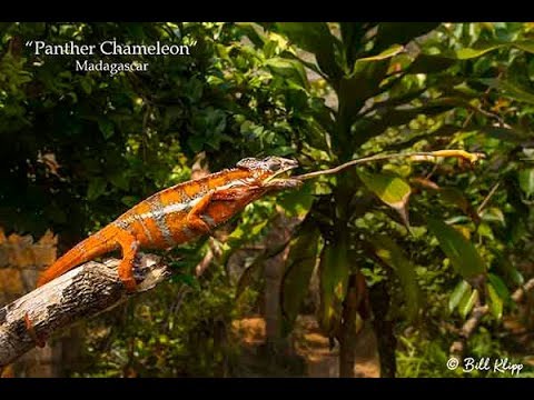 Panther Chameleon Catching Cricket Madagascar