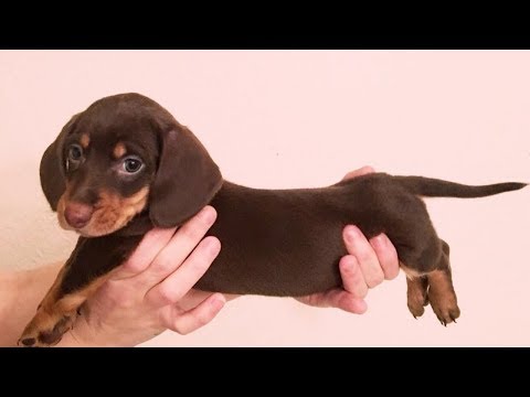 Dog 2019 - Funny And Cute Dogs 2019 Videos Compilation [1]